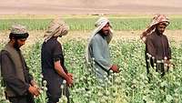 Vier afghanische Landwirte bei der Ernte von Mohn in einem Feld in Afghanistan